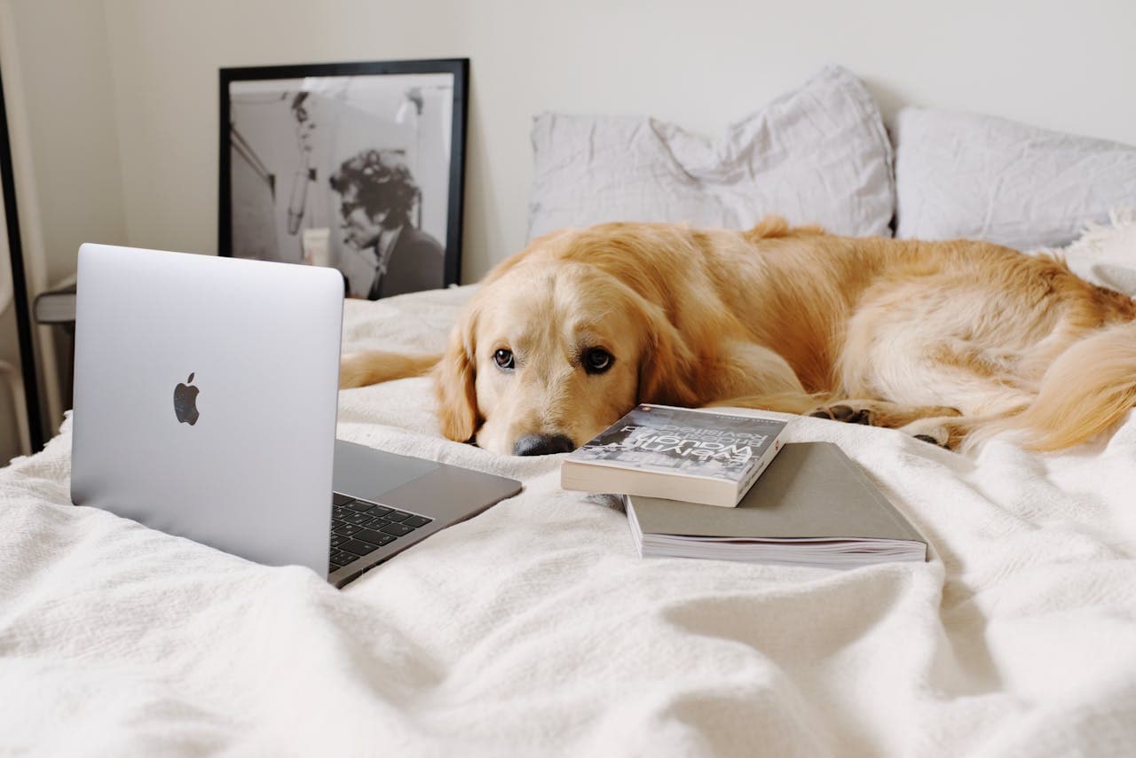 Blog KADESH - Historias y consejos sobre bienestar animal